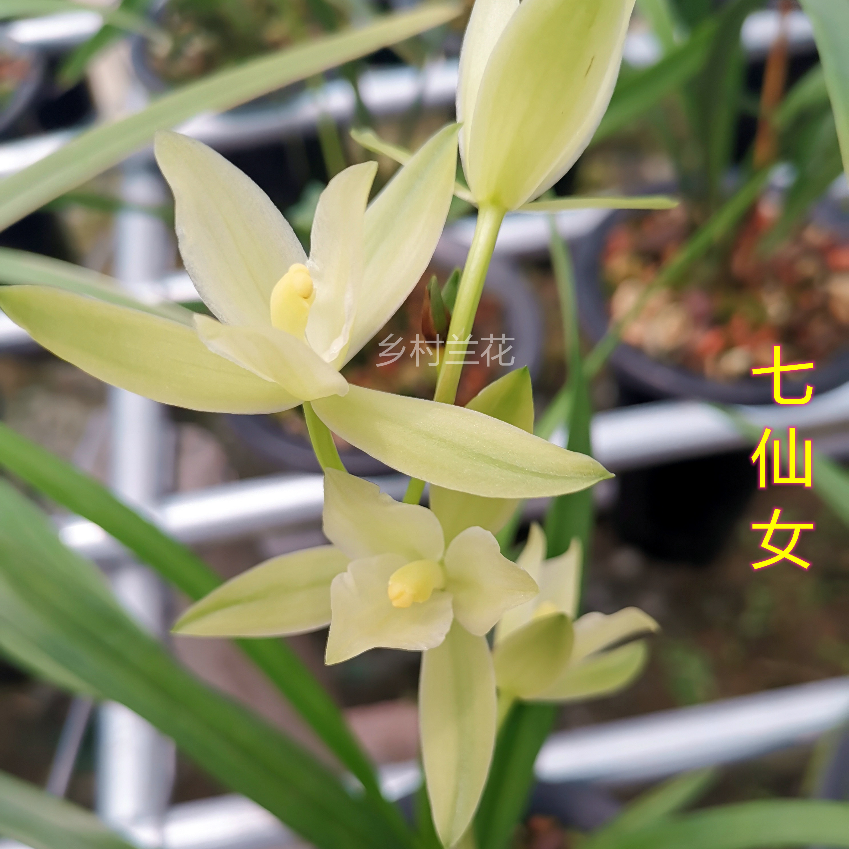 送盆送植料 建兰素心奇花