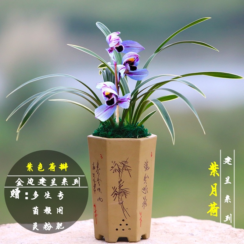 yz4【四季栽种】兰花 紫月荷 建兰四季兰浓香型矮种金边线艺