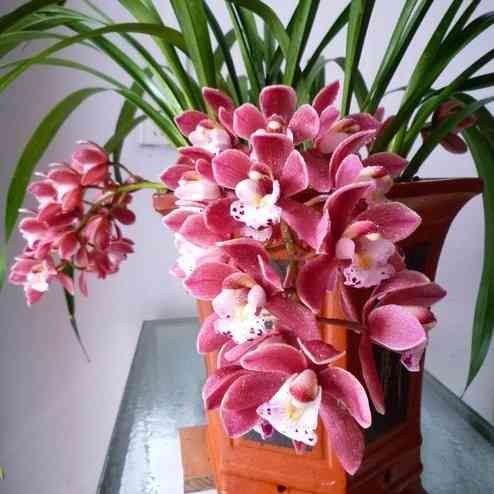 jk10【四季栽种】新香妃兰花 十里飘香 南北方均可种植 可盆栽