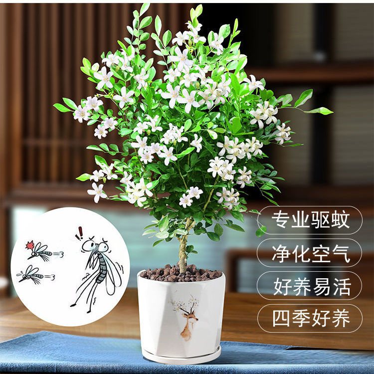 在阳台上养上一盆七里香不仅增加美感比茉莉花更加香气四溢