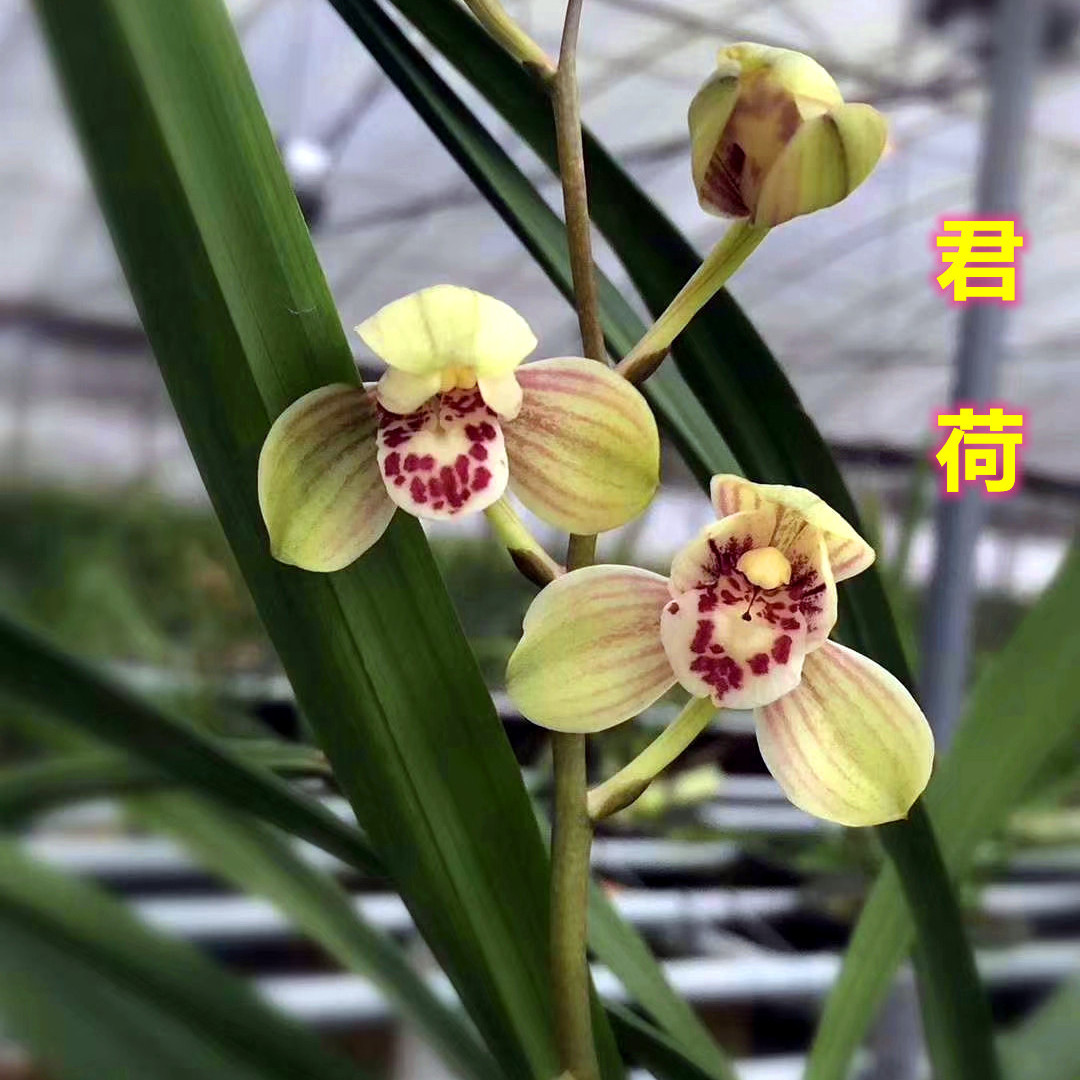 【君荷】送盆送植料 建兰八大铭品之一  正格荷瓣花